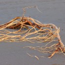 beach branch source image